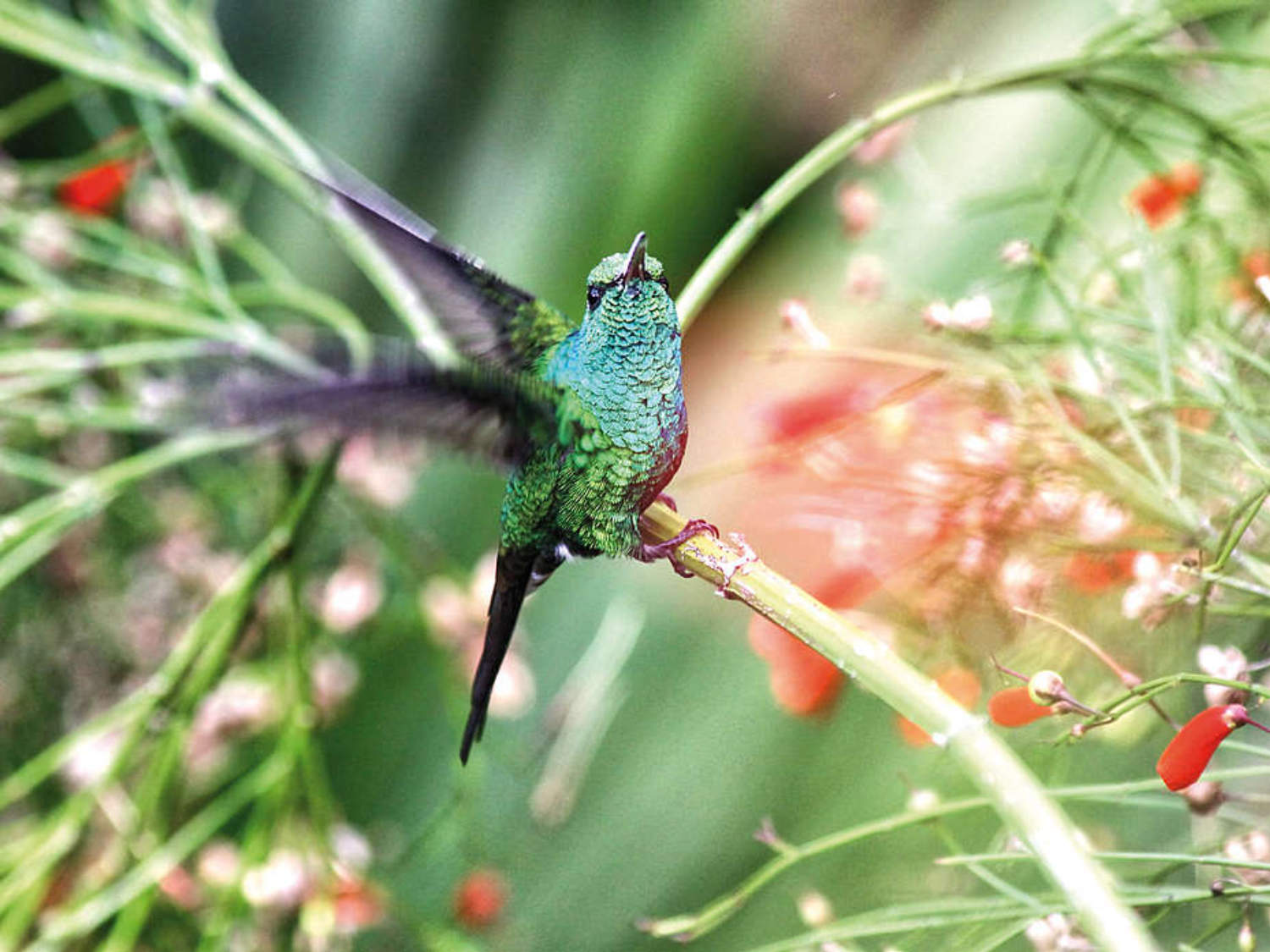 colibrí volando entre los arbustos